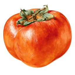 Persimmon
