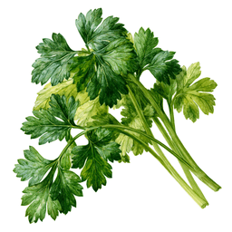 Parsley