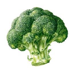 Broccoli